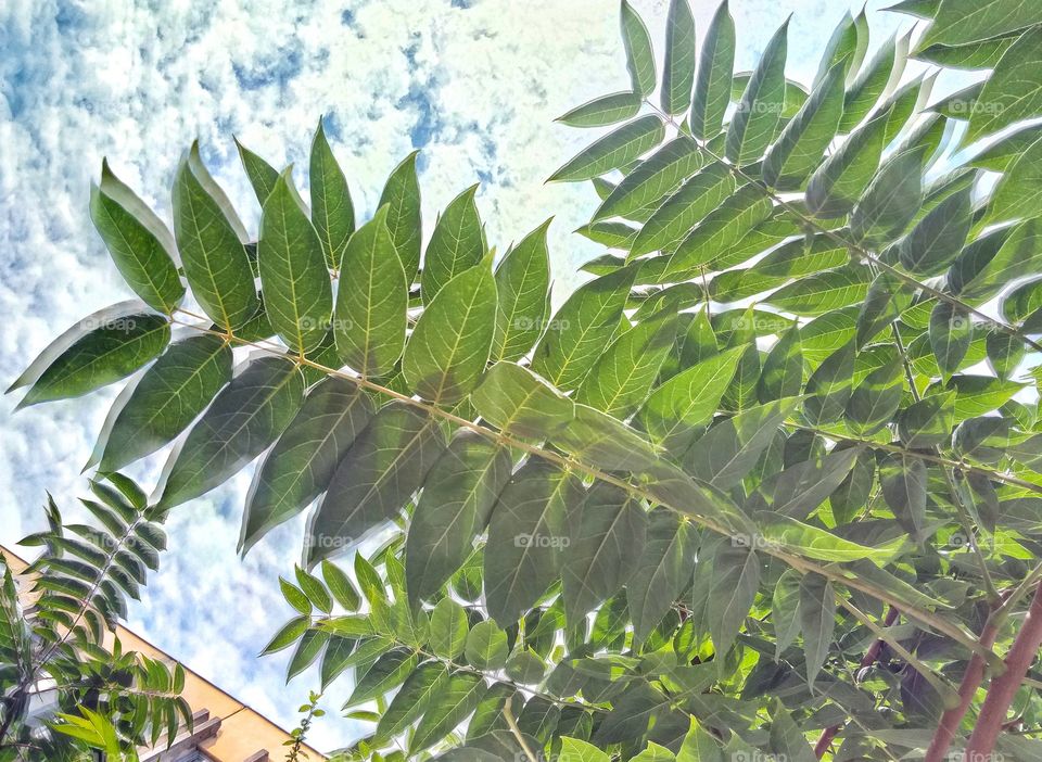 Leaf, Flora, Nature, No Person, Summer