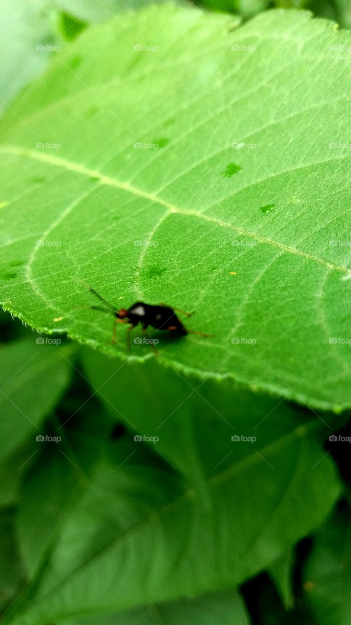 Bug walking on a leaf