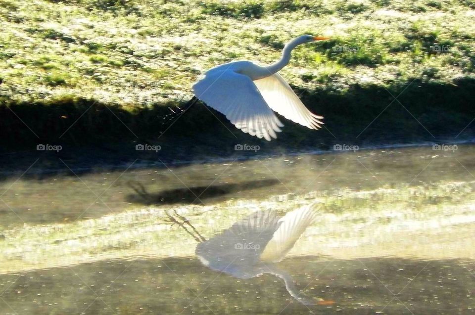 Egret in flight