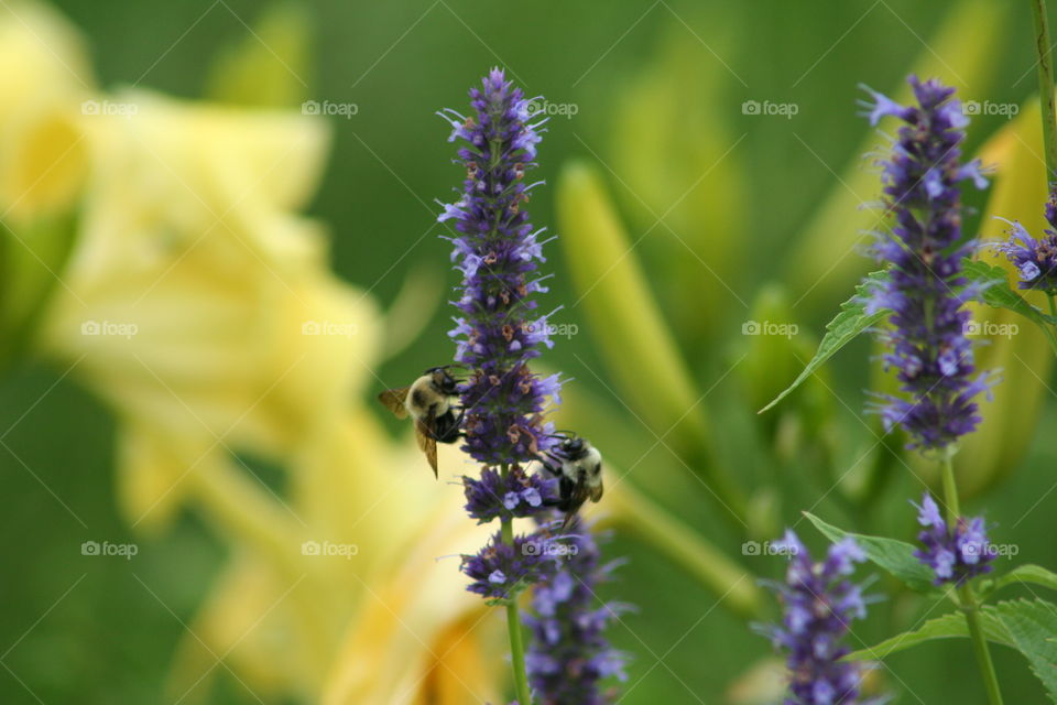 Two bee feeding