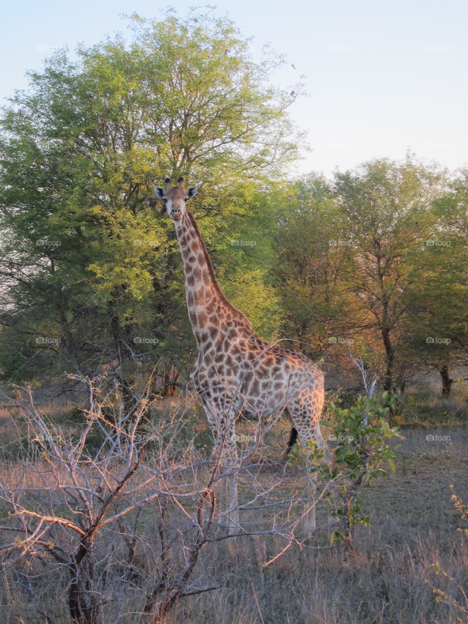 Safari, Kruger National Park, South Africa 
