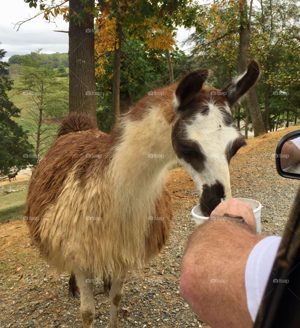 Feeding a llama at Safari Park