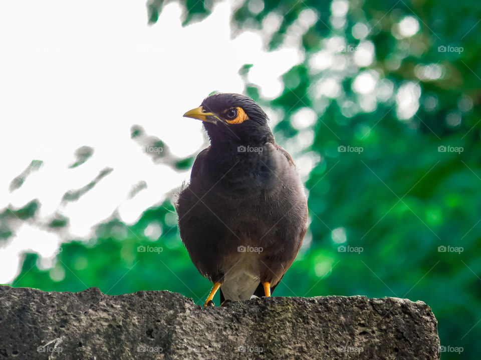 Common mynah with standing and watching, looking position with Blurred bookeh effects background. In India it is called as Salunkhi.