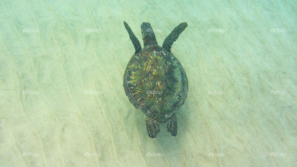 Green sea turtle