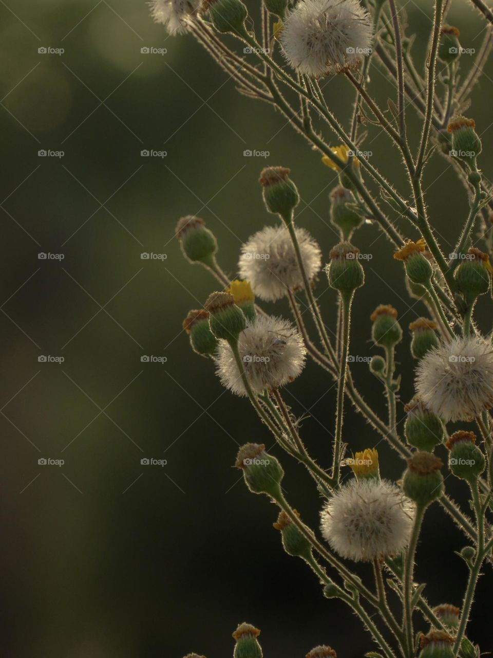 A Wild Plant with Yellow Flowers and Puffy White Flowers