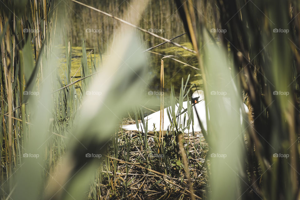 swan giving birth hiding in the swamp