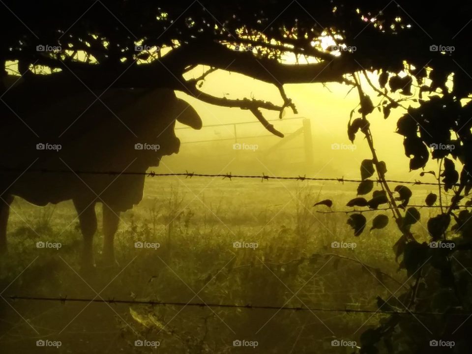 cow under tree silhouetted against rising sun and mist