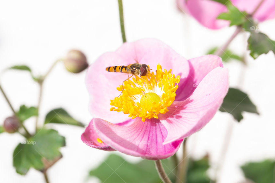 Hoverfly on pink autumn anemone flower in bright sunlight outdoors, closeup 