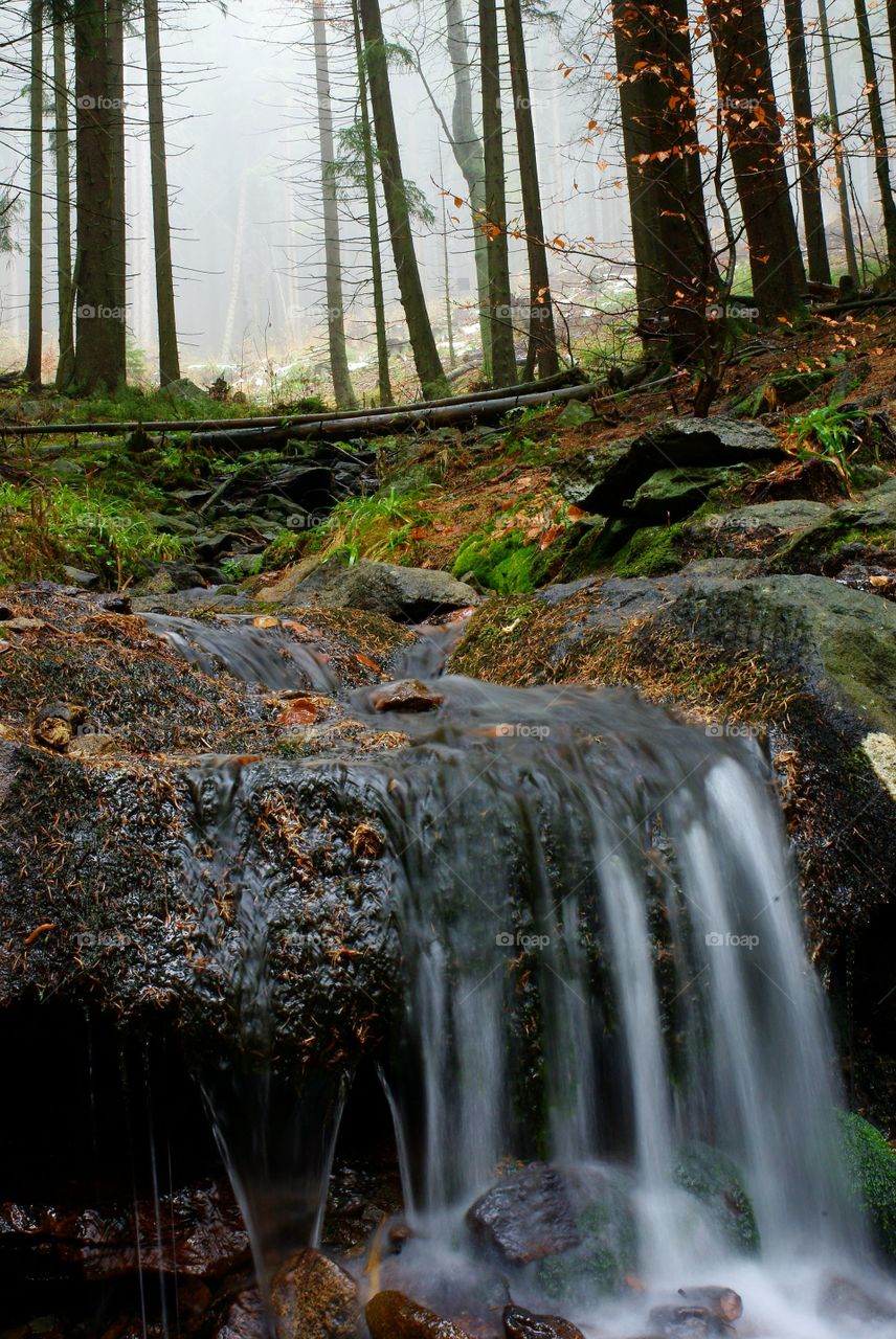 Stream in the Woods