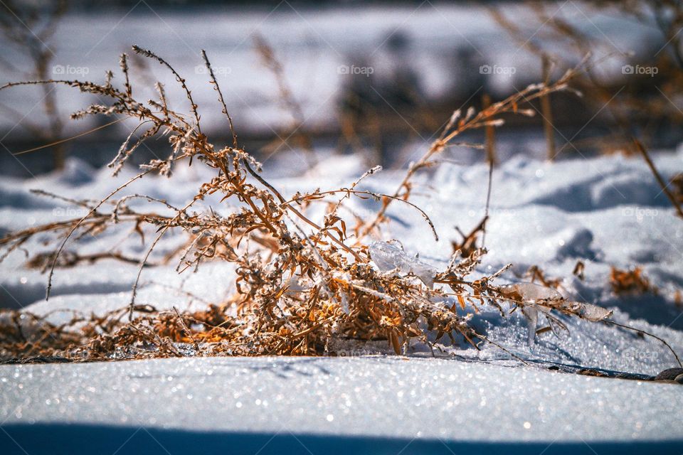 Wheat macro in snow