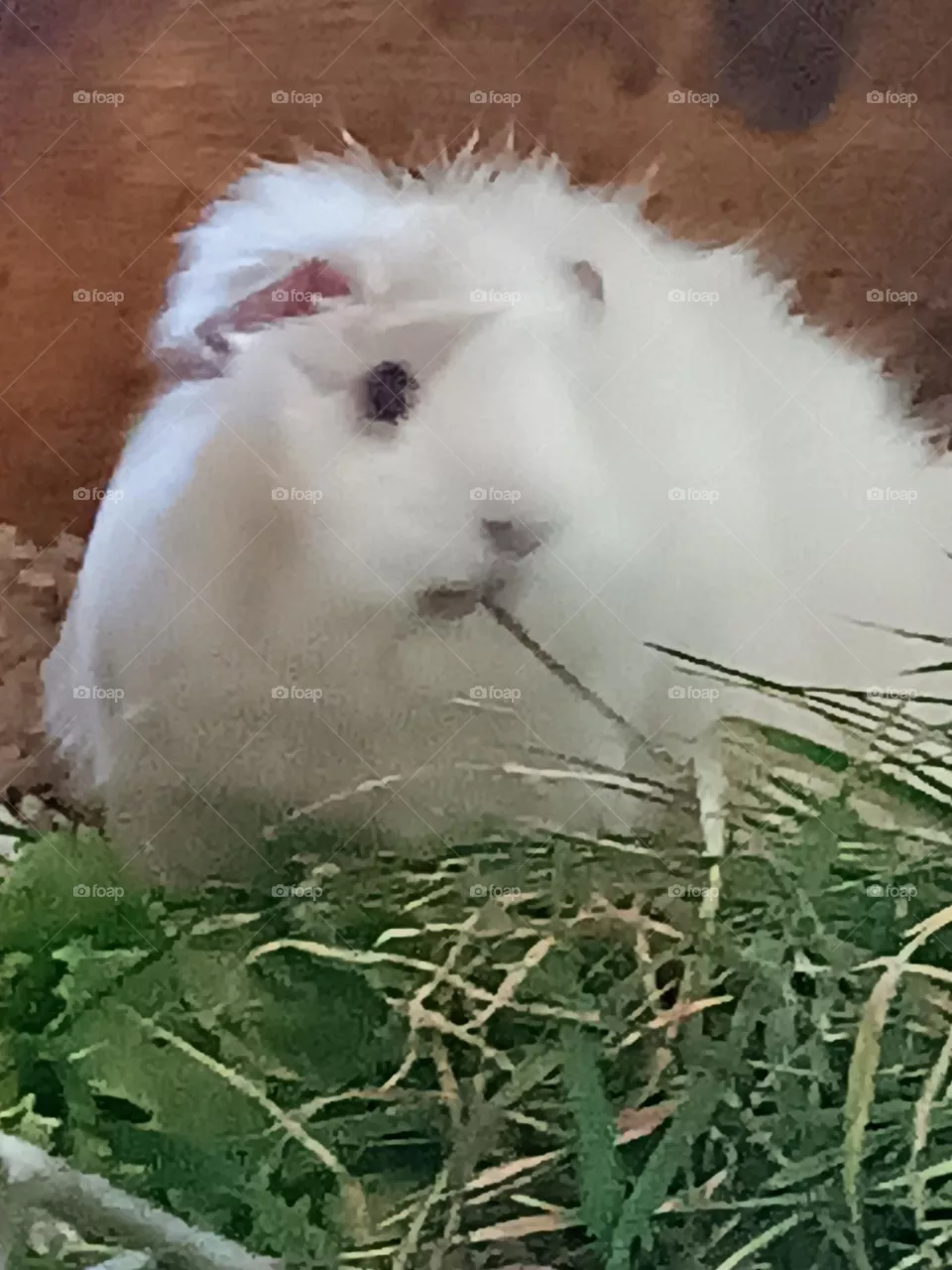 cute Guinea pig