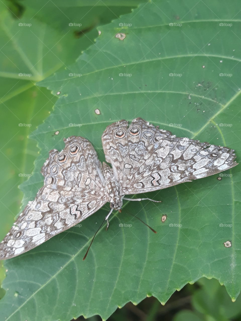 butterfly and leaves 3