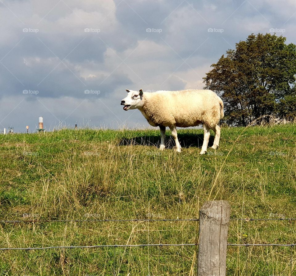 Blistering sheep on the dike.