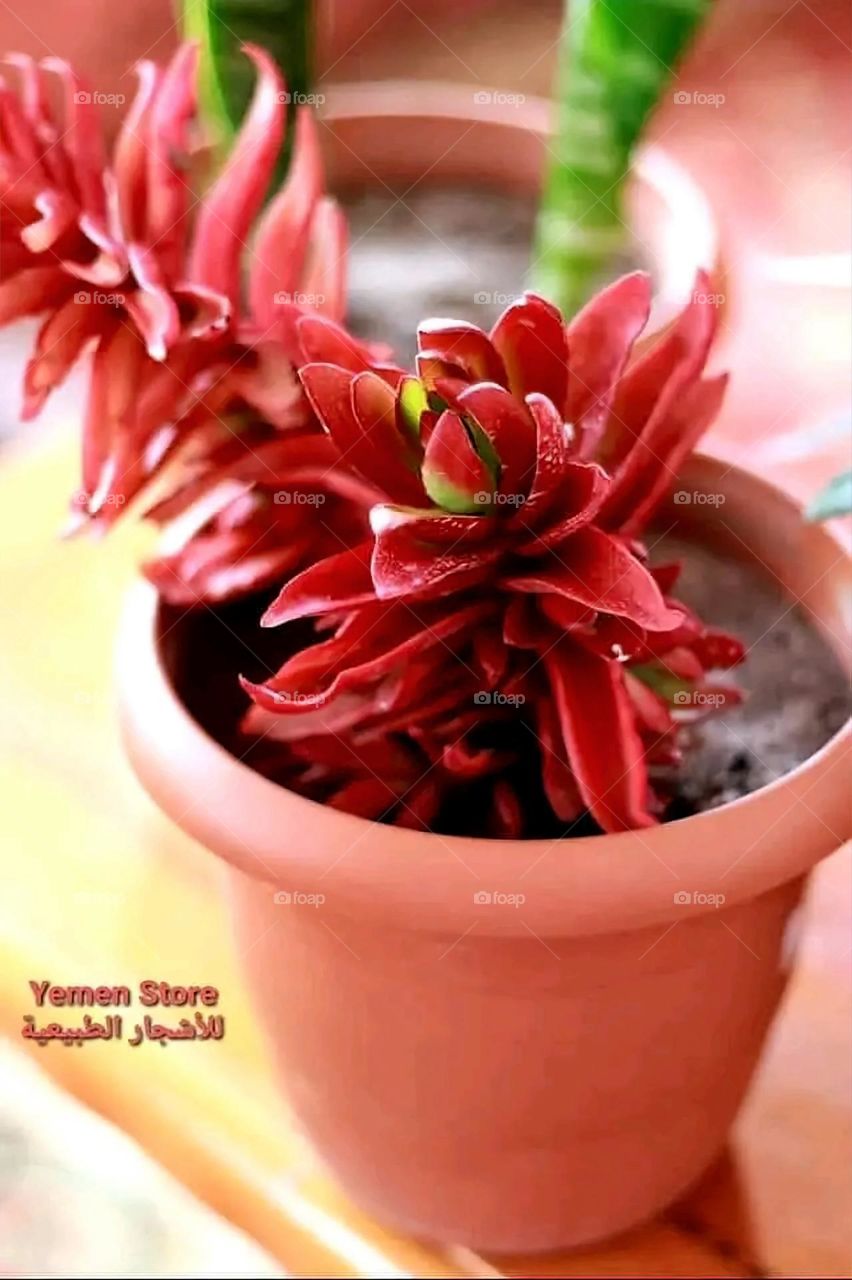 A very beautiful picture, and there is no better picture than it. There is no better picture of green herbs and colorful, red and white roses than it. Glory be to God, the natural and picturesque view, and there is no more