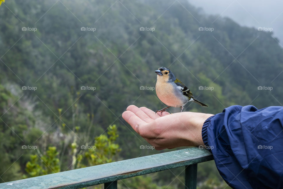 Bird in the hand with green landscape mountains in the background