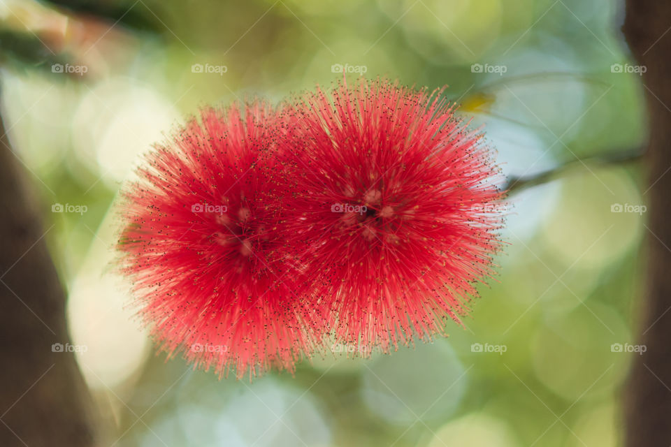 Powder Puff Tree