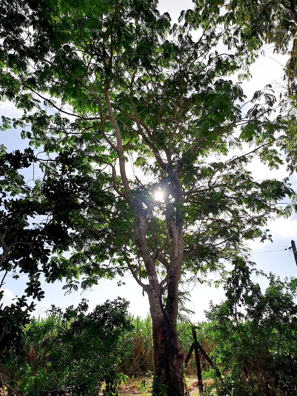 Sunlight across the trees along the mount forest.
