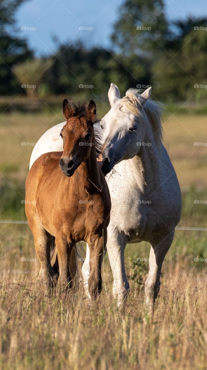 A Couple Of Horse