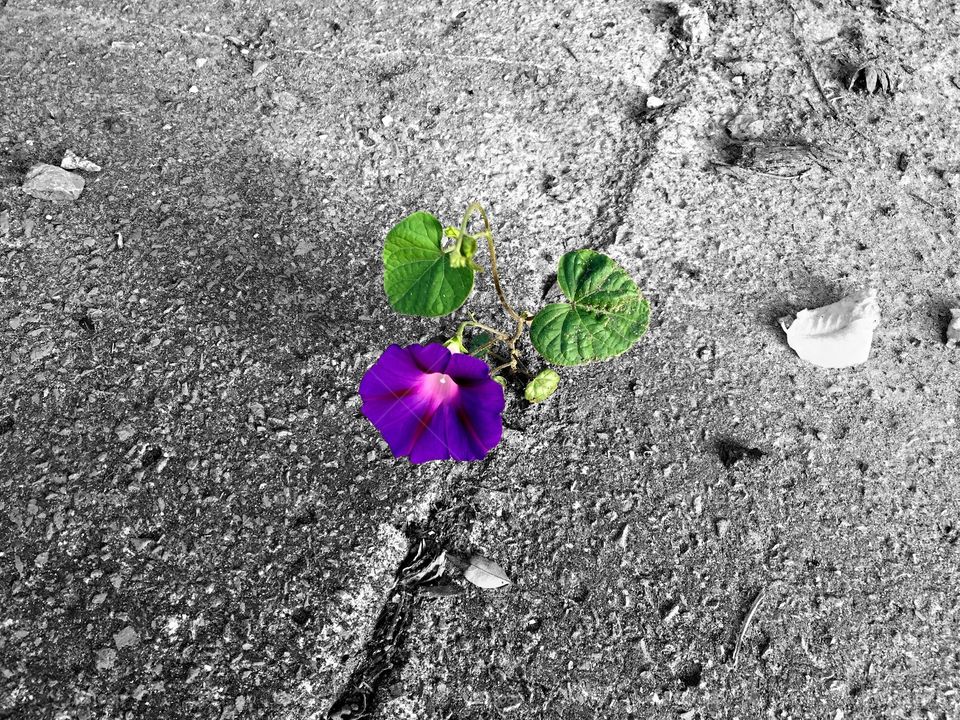 Lonely flower