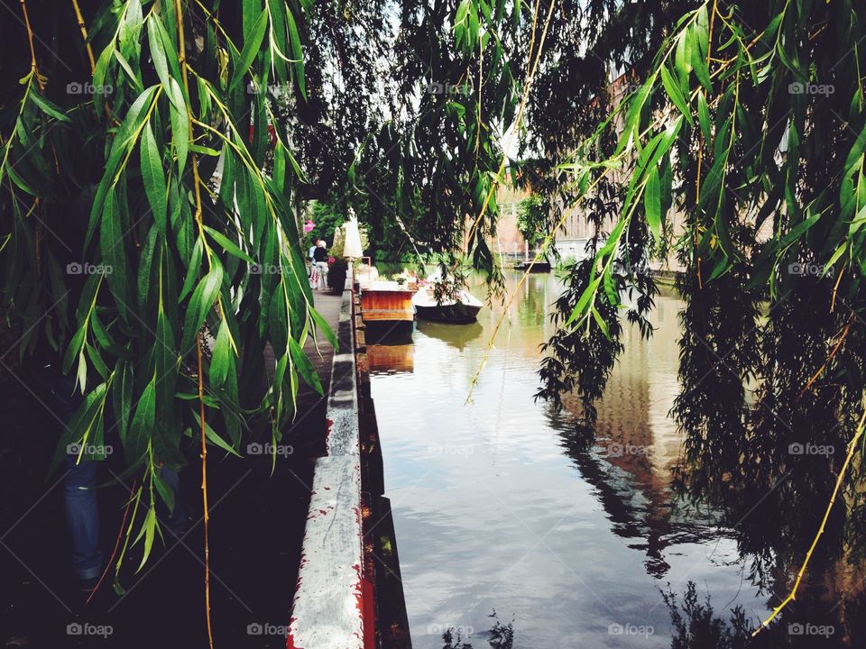 Water, No Person, Tree, River, Wood