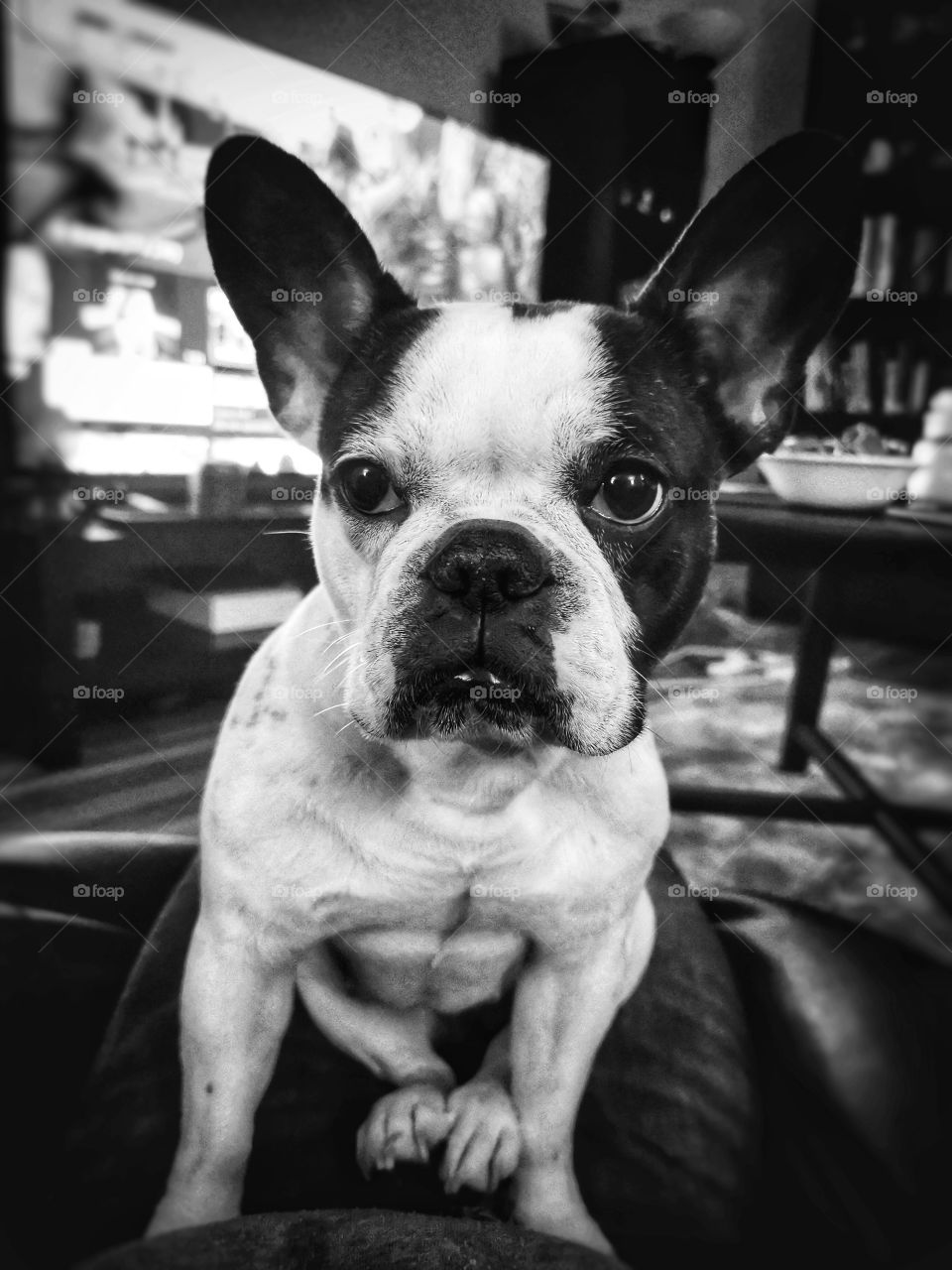 Sophie, the French bulldog