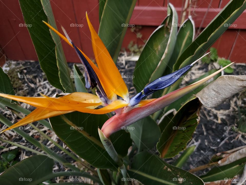 Bird of Paradise