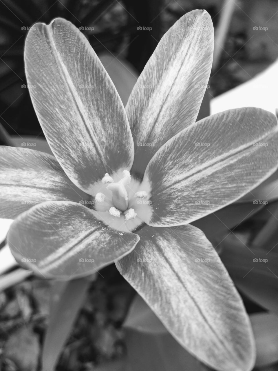 Grayscale Flower