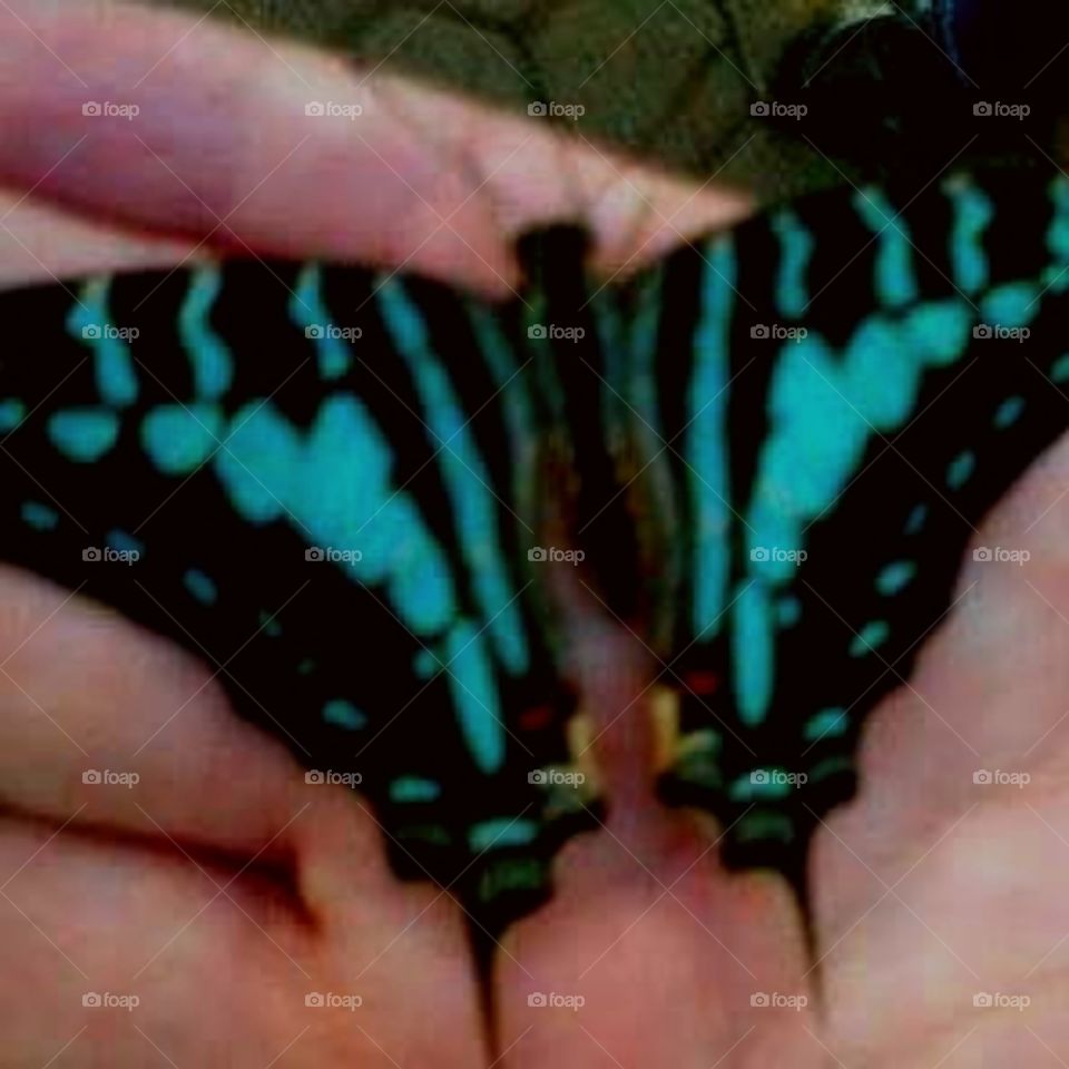 Turquoise Butterfly