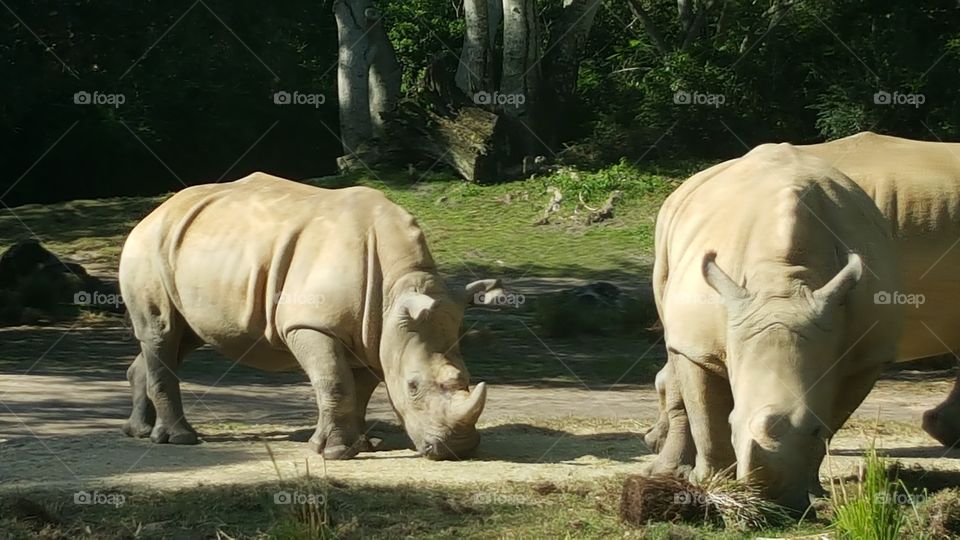 White Rhinos relax in the sun at Animal Kingdom at the Walt Disney World Resort in Orlando, Florida.