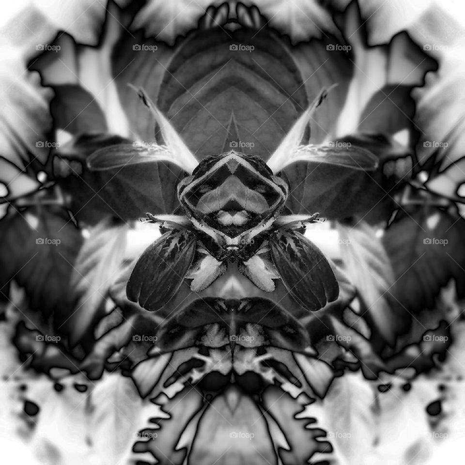 Monochrome Shrimp Plant Bloom's