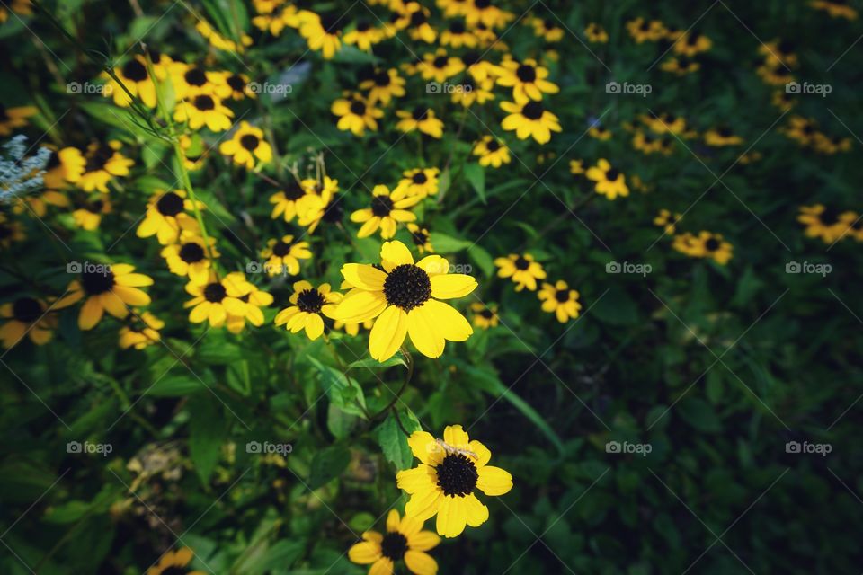 Yellow Flowers