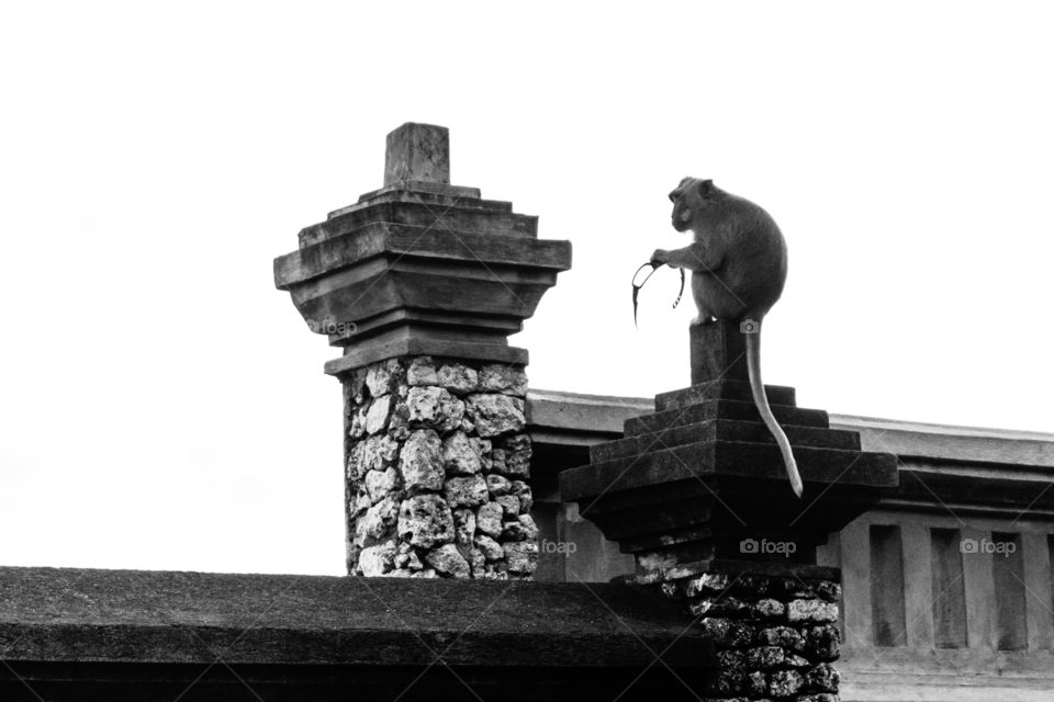 monkey with eye problems