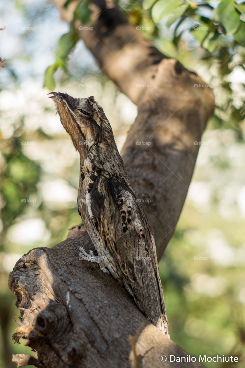 Brazillian bird, "Urutau", that protect its baby under the belly feathers and camuflates on trees staying still.