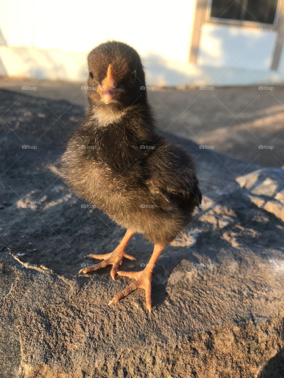 Baby chick 