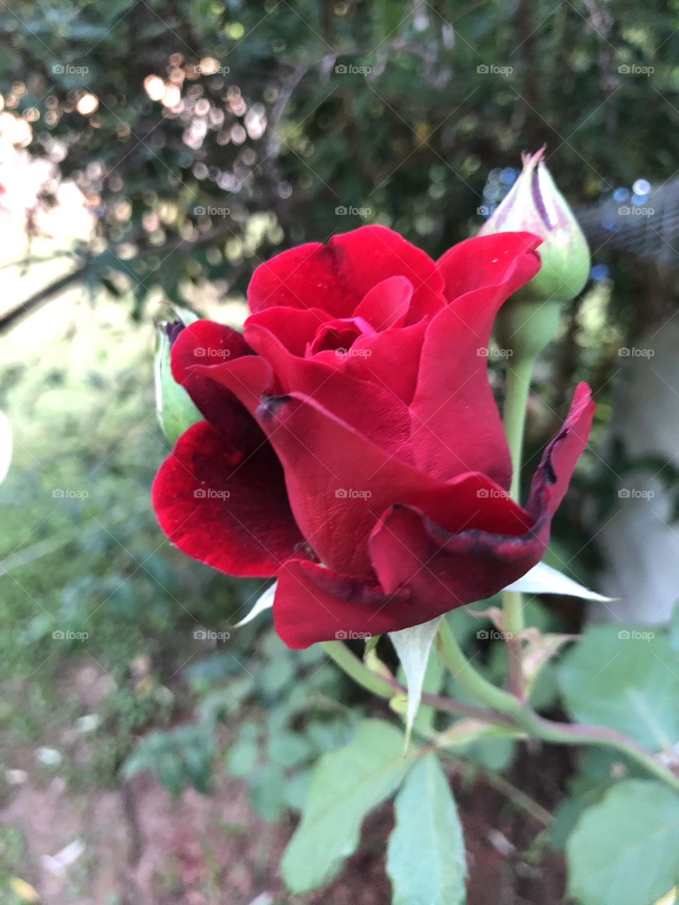 Beautiful red rose in the garden. 