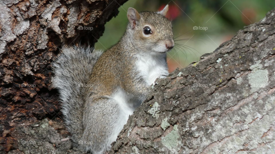 squirrel posing in mahogany tree