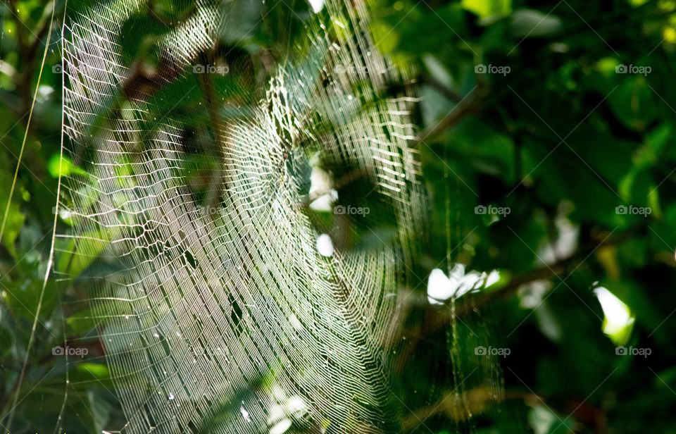spider spider web