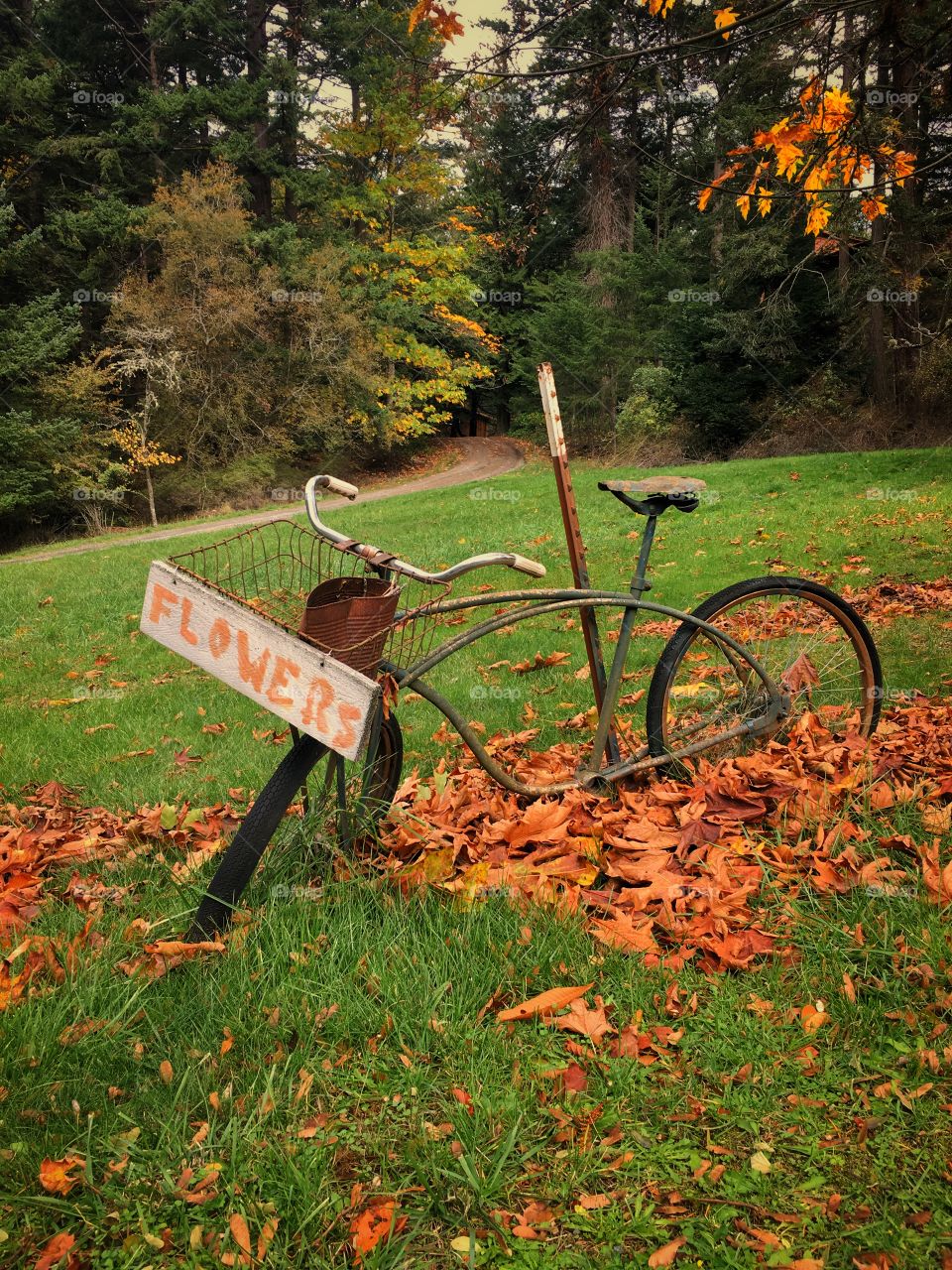 Vintage Bicycle 