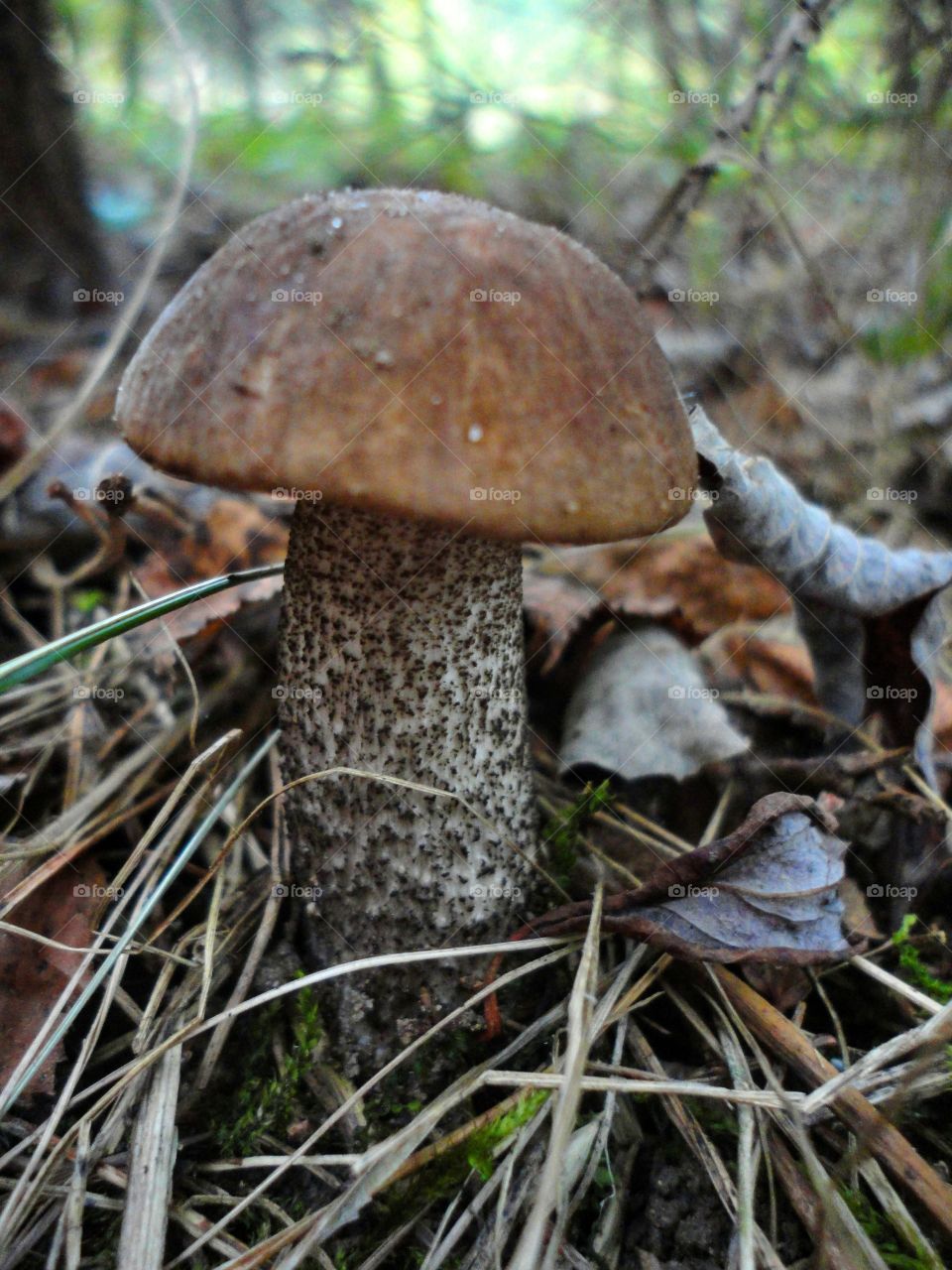 brown cap boletus mushroom growing in the forest