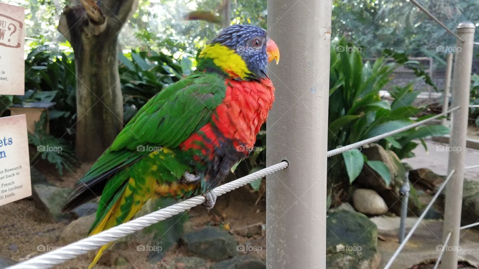 Macaw parrot perching on railing