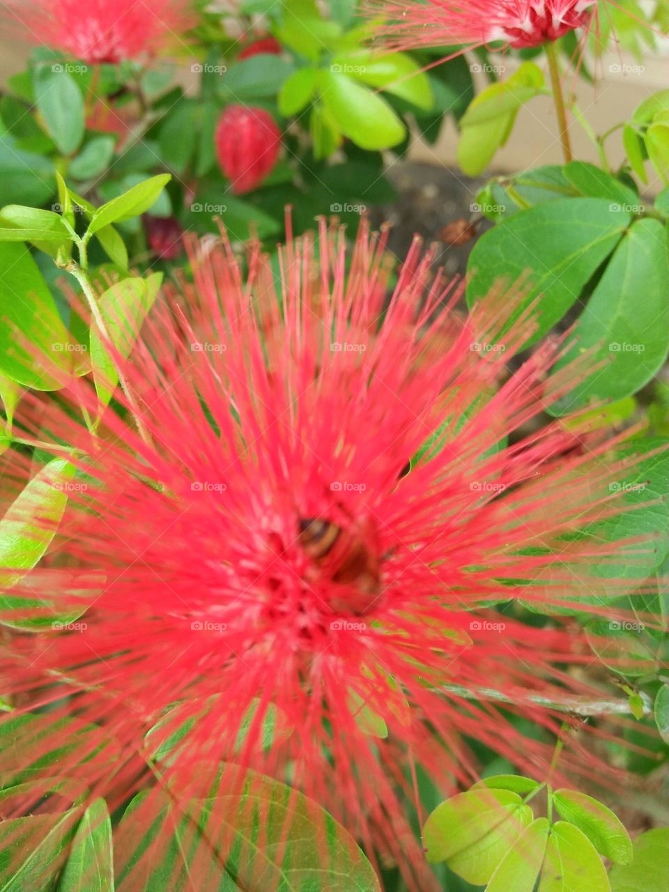 Calliandra and the bee