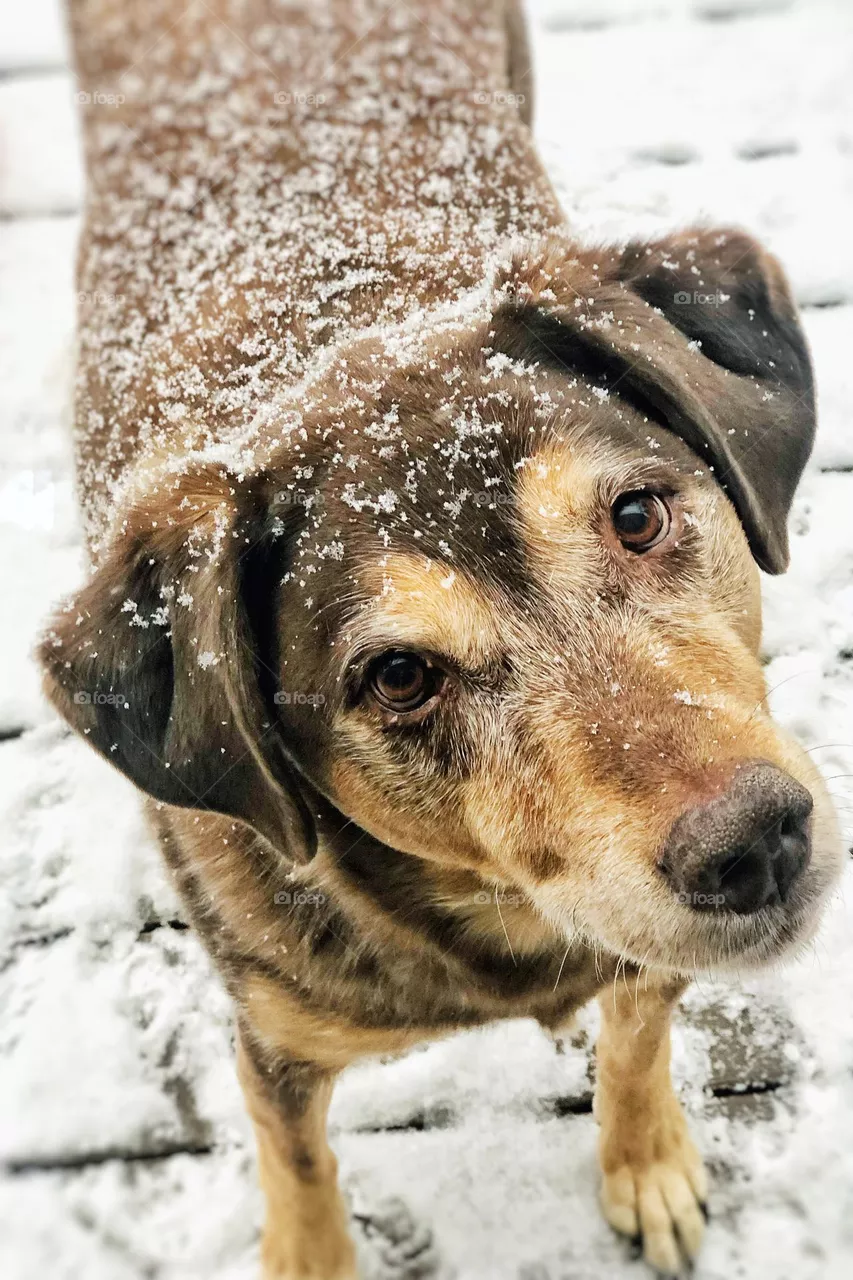 Snow Flakes