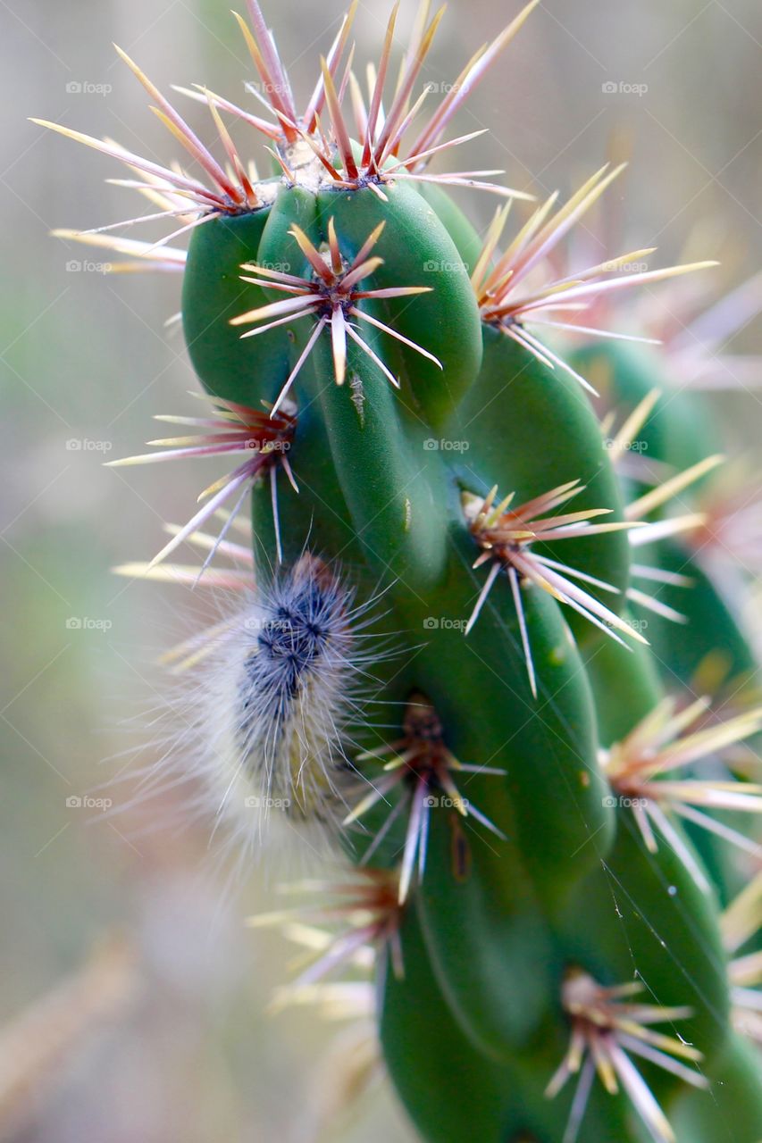 Fuzzy Caterpillar on Cactus Closeup