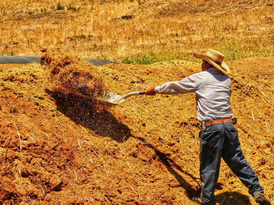 Farm Worker Shoveling Hay