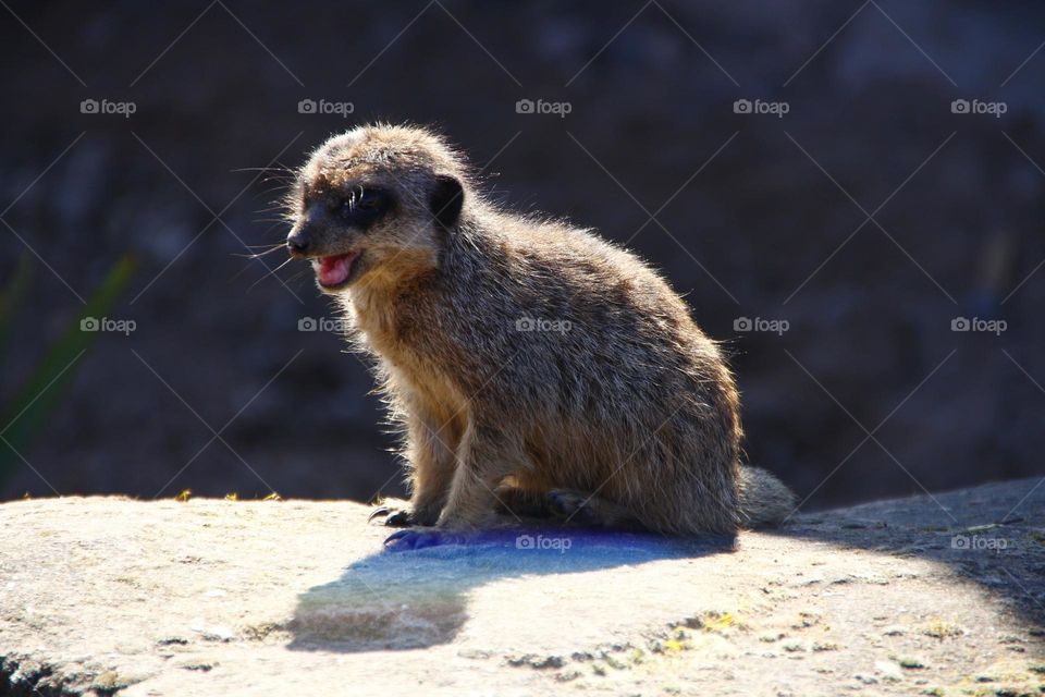 A Meerkat 
