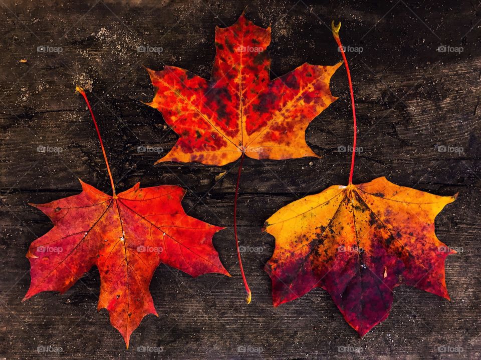 Fall, Leaf, No Person, Maple, Descending