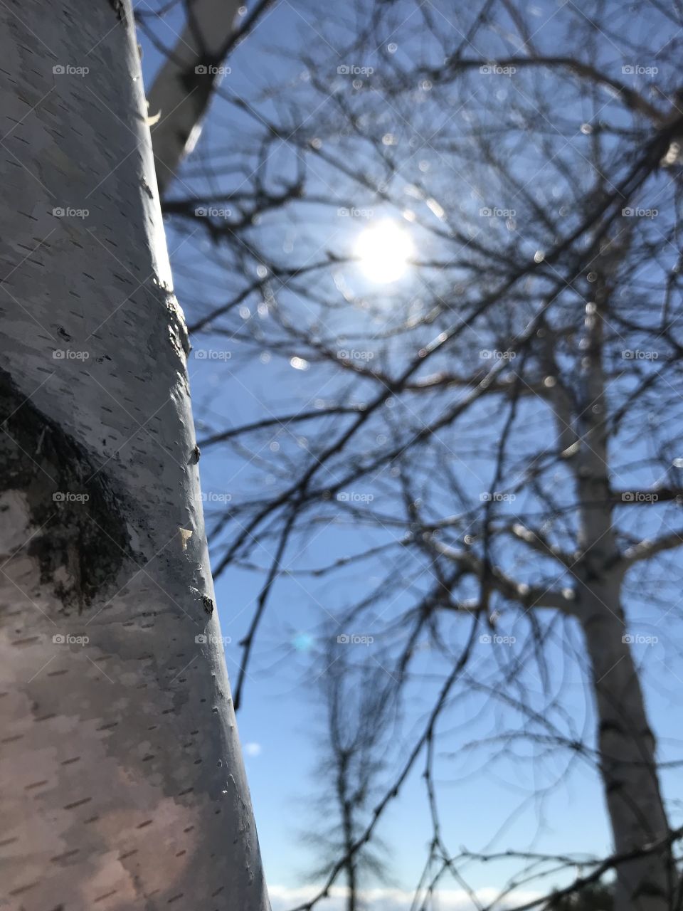 Sun shining through tree branches