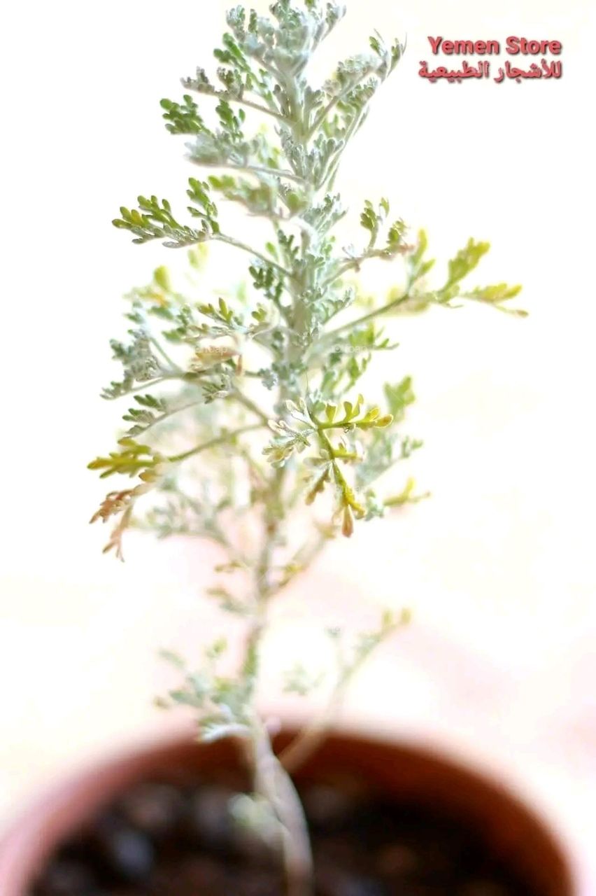 A very beautiful picture, and there is no better picture than it. There is no better picture of green herbs and colorful, red and white roses than it. Glory be to God, the natural and picturesque view, and there is no more