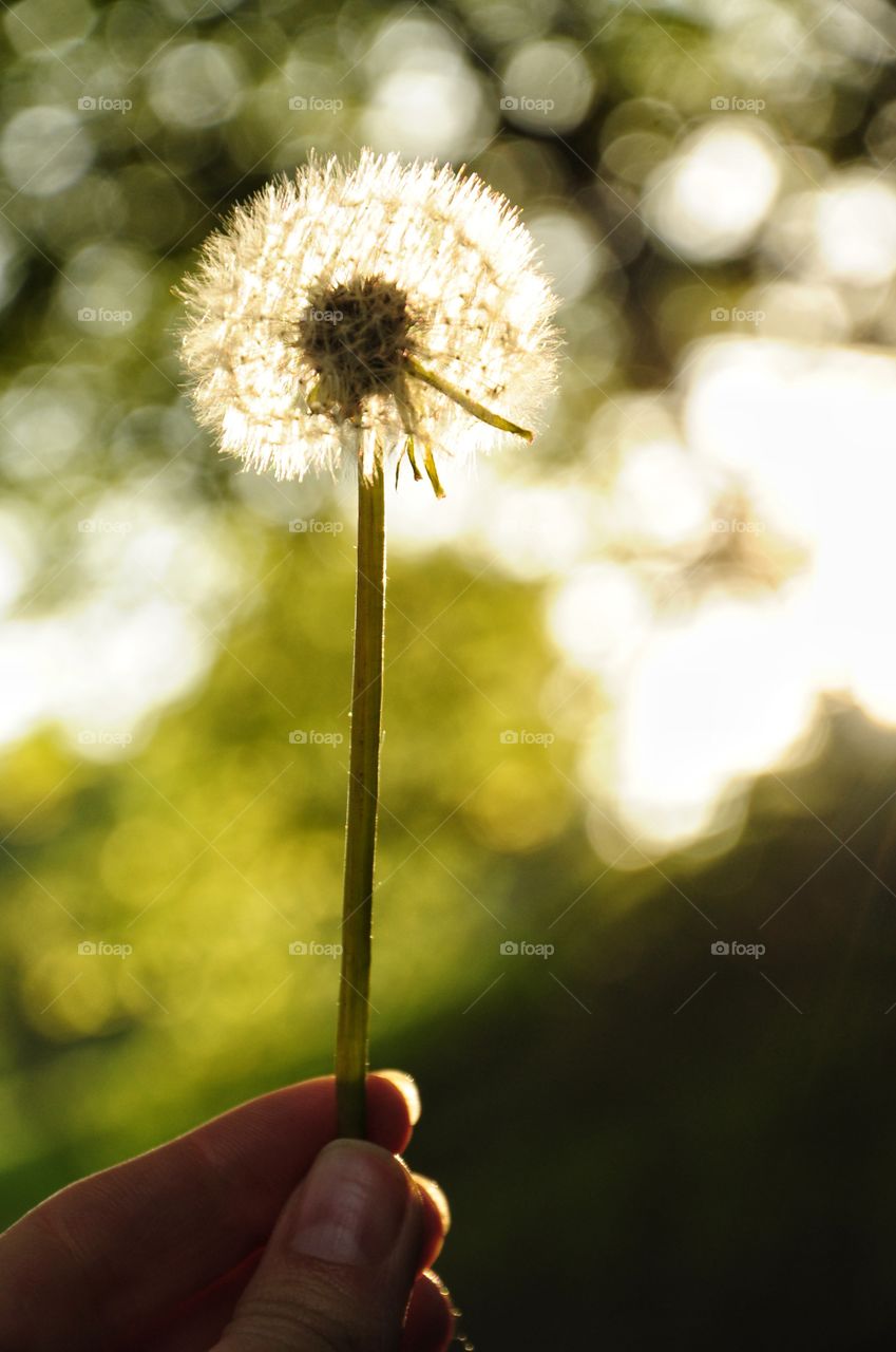 dandelion in the hand against the sunny light in the morning