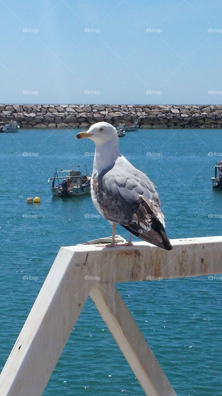 seagull . seagull bird at the harbor 